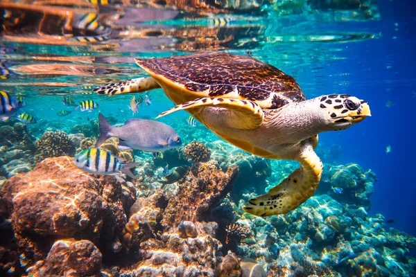 Carey tortuga - Eretmochelys imbricata — Foto de Stock