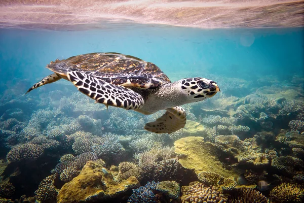 Hawksbill Turtle - Eretmochelys imbricata — Stock Photo, Image