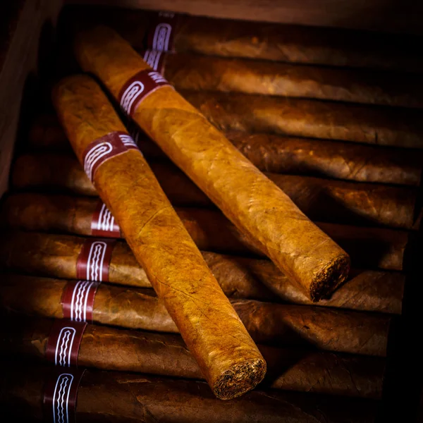 puro humidor içinde