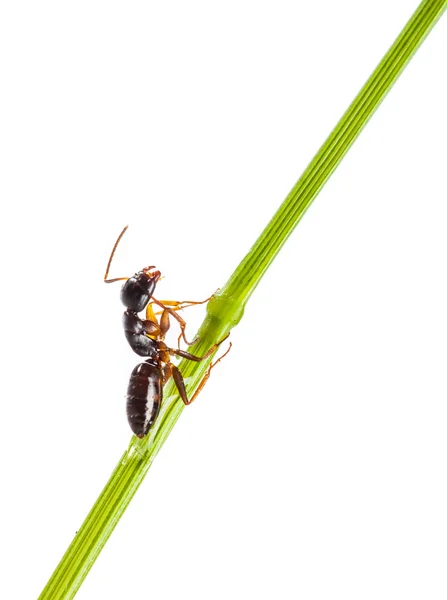 Ant τρέχει γύρω από την κυρτή πράσινη λεπίδα του χόρτου σε λευκό φόντο — Φωτογραφία Αρχείου