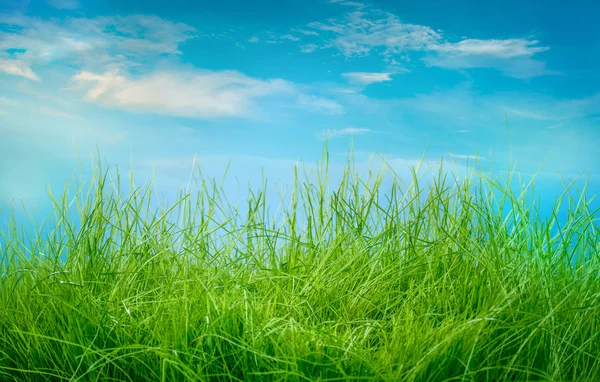 Voorjaar groen gras — Stockfoto