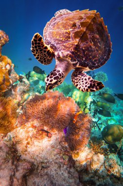 Hawksbill kaplumbağa - Eretmochelys Imbricata