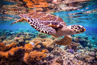 Hawksbill kaplumbağa - Eretmochelys Imbricata