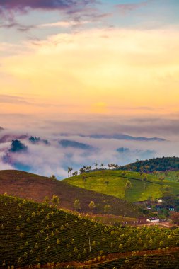 Hindistan 'da çay tarlaları