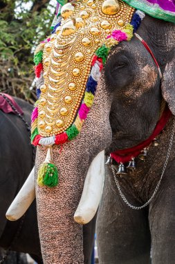 Hindistan fil Festivali