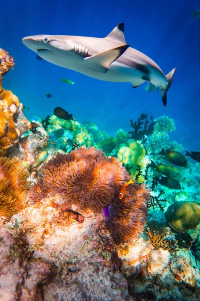 Arrecife de Coral Tropical. — Foto de Stock