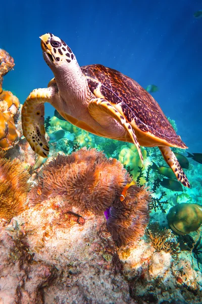 Tartaruga Hawksbill - Eretmochelys imbricata — Fotografia de Stock