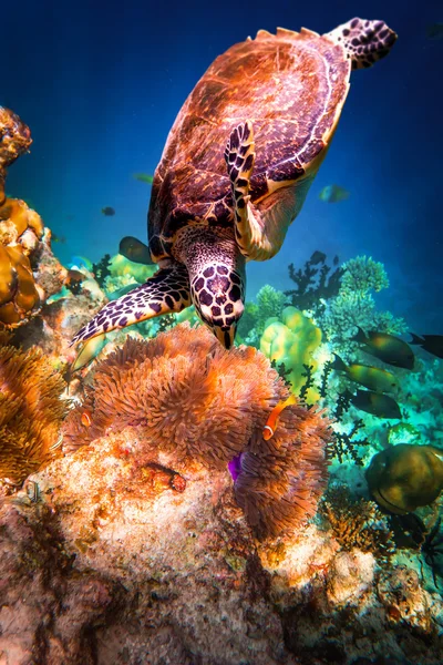 Tartaruga Hawksbill - Eretmochelys imbricata — Fotografia de Stock