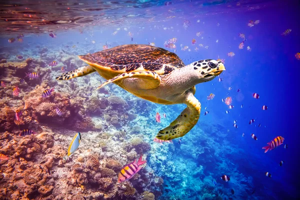 Tartaruga Hawksbill - Eretmochelys imbricata — Fotografia de Stock