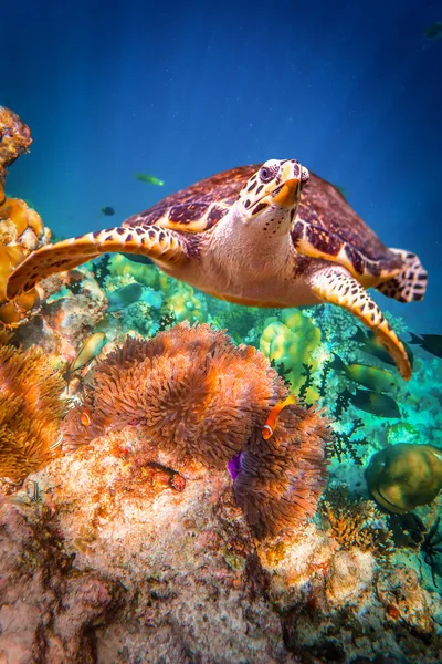 Tartaruga Hawksbill - Eretmochelys imbricata — Fotografia de Stock