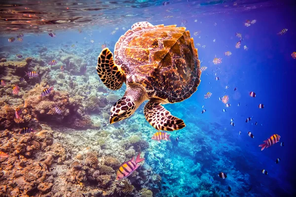 Carey tortuga - Eretmochelys imbricata — Foto de Stock