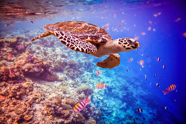 Ястребиная черепаха - Eretmohys imbricata
