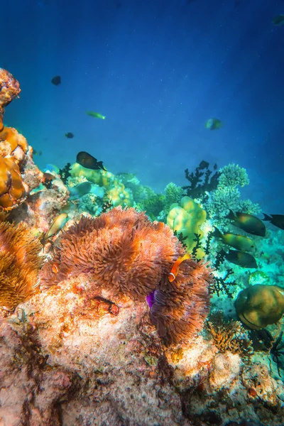 Anemonefish — Φωτογραφία Αρχείου