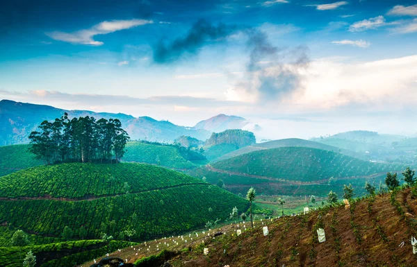 Teeplantagen in Indien — Stockfoto