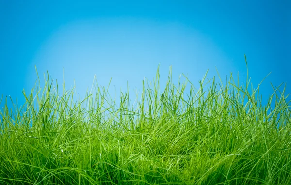 Trawa wiosna zielony — Zdjęcie stockowe