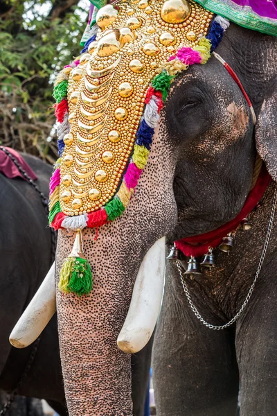 Indien elefant festival — Stockfoto