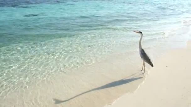 Grey Chiron on the beach. Maldives Indian Ocean. — Stock Video