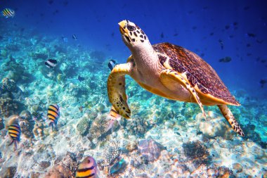 Hawksbill kaplumbağa - Eretmochelys Imbricata