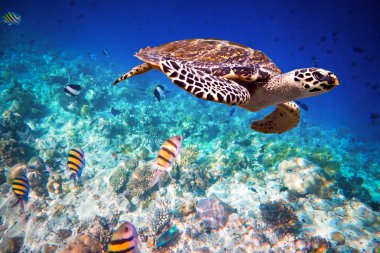 Hawksbill kaplumbağa - Eretmochelys Imbricata