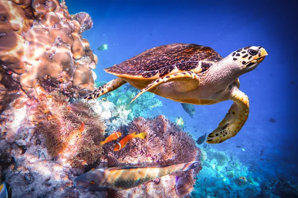 Karettsköldpaddan - Eretmochelys imbricata — Stockfoto