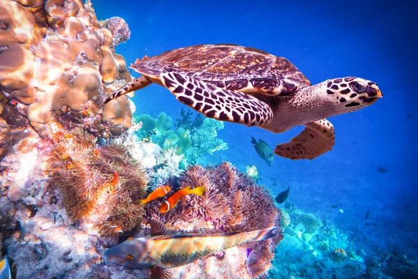 Hawksbill Turtle - Eretmochelys imbricata — Stock Photo, Image