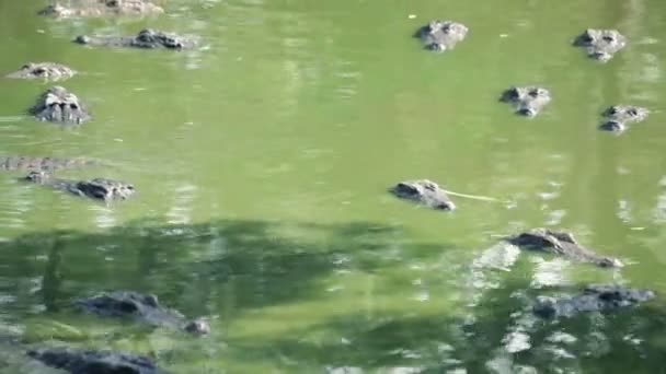 Krokodil alligator op een ox — Stockvideo