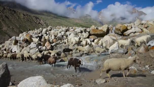 Får och getter. Bergsgetter, Spiti Valley, Himachal Pradesh, Indien — Stockvideo