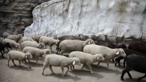 绵羊和山羊。野山羊，斯皮提山谷，喜马偕尔邦，印度 — 图库视频影像