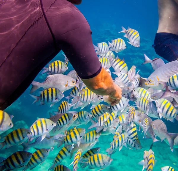 Tropical Coral Reef.Man alimenta os peixes tropicais . — Fotografia de Stock