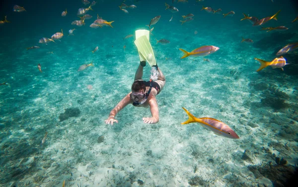 Snorkeler — стокове фото