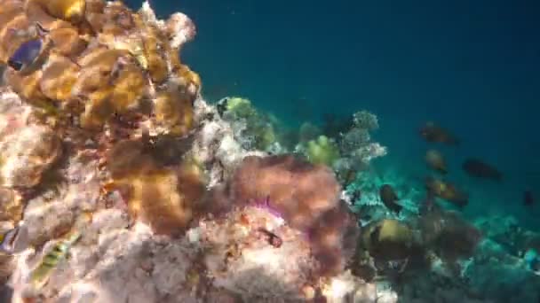 Peces tópicos de agua salada, pez payaso - Arrecife de coral en las Maldivas, pez anémona — Vídeos de Stock