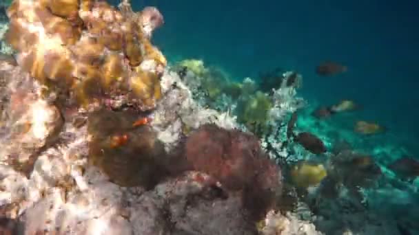 Aktuell saltvattenfisk, clownfisk - Korallrev i Maldiverna, Anemonefish — Stockvideo