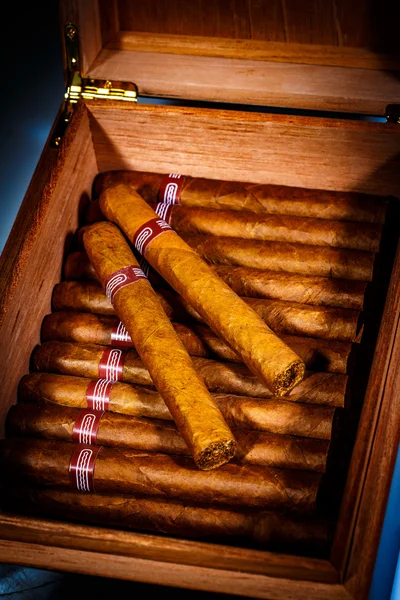 Cigarros en humidor —  Fotos de Stock