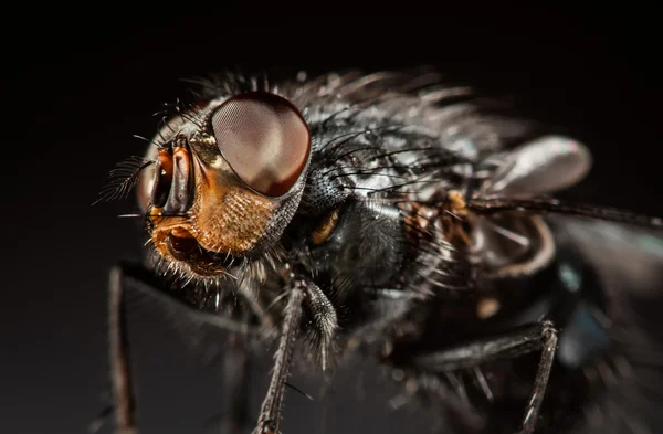 Close-up da mosca doméstica . — Fotografia de Stock
