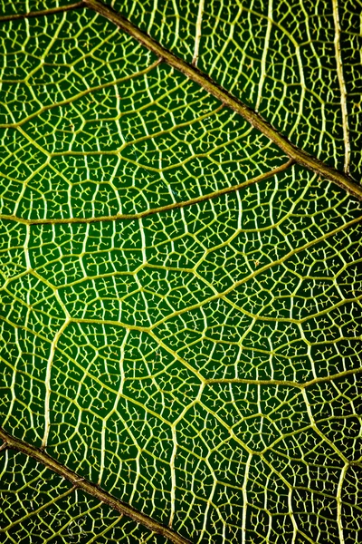 Streszczenie tło zielony liść zbliżenie — Zdjęcie stockowe