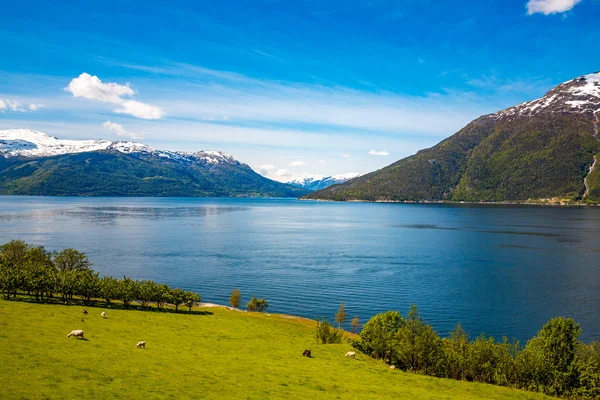 Hermosa naturaleza Noruega . — Foto de Stock