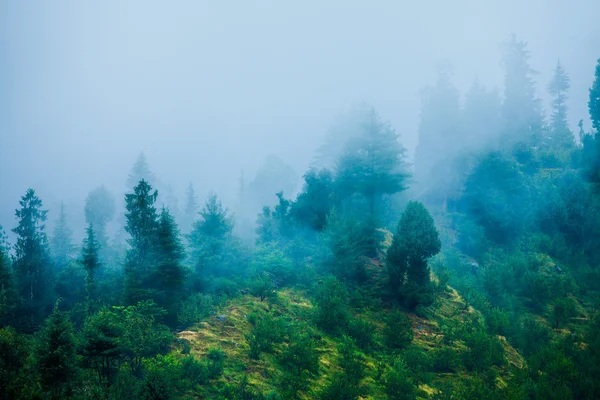 Mist in het ochtendwoud — Stockfoto