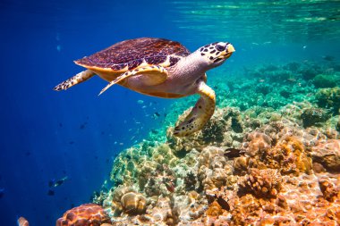 Hawksbill kaplumbağa - Eretmochelys Imbricata