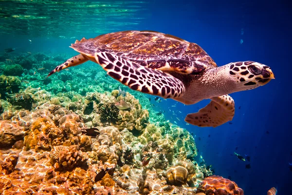 Hawksbill Turtle - Eretmochelys imbricata — Stock Photo, Image