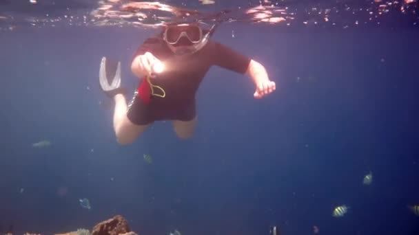 Snorkeler diving along the brain coral with flashlight — Stock Video