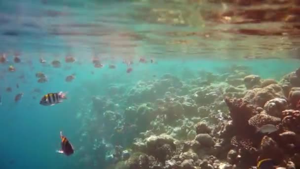 Recifes de Corais Tropicais. Recifes de Coral nas Maldivas . — Vídeo de Stock
