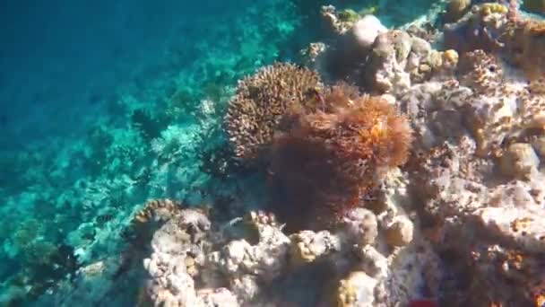 Peces tópicos de agua salada, pez payaso - Arrecife de coral en las Maldivas, pez anémona — Vídeos de Stock