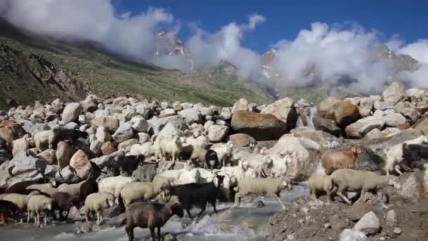 Ovce a kozy. Kamzíci, problém s parkováním údolí, Himachal Pradesh, Indie — Stock video