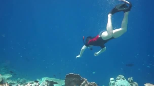 Snorkelaar duikt langs het hersenkoraal — Stockvideo