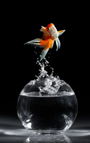 Goldfish salta hacia arriba desde un acuario sobre un fondo oscuro —  Fotos de Stock