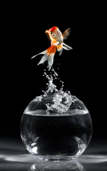 Золотая рыбка прыгает вверх из аквариума на темном фоне — стоковое фото
