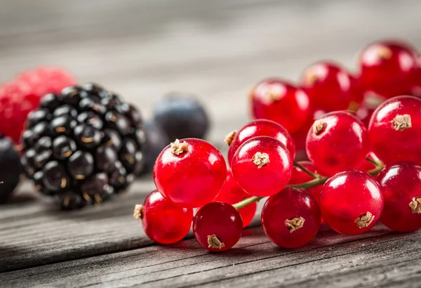 Färska bär - blåbär bakgrund närbild — Stockfoto