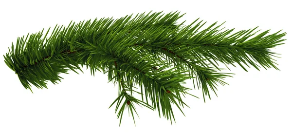 Christmas tree fir branch — Stock Photo, Image