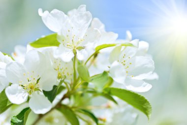 Bahar çiçek çiçek