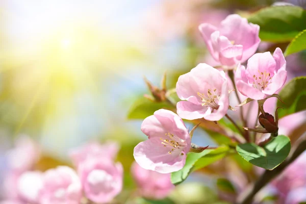 Spring flowers blossom — Stock Photo, Image